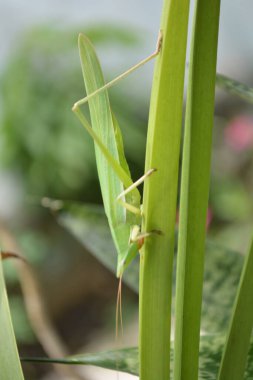 Yaprağın üzerinde yeşil çekirge