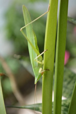 Yaprağın üzerinde yeşil çekirge
