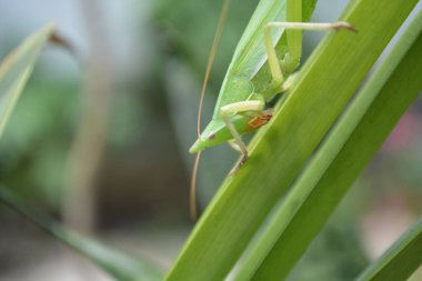 Bahçedeki yeşil çekirgeye yaklaş.