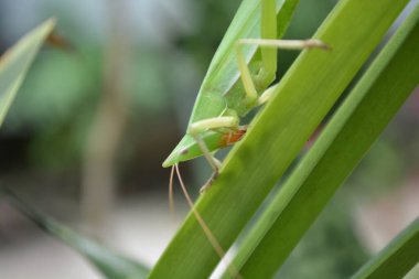 yeşil çekirge, böcek böceği