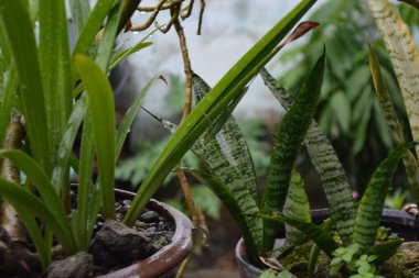 Bahçede yeşil yapraklar