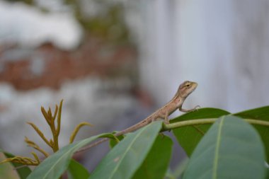 bir kertenkele bir ağaç üzerinde