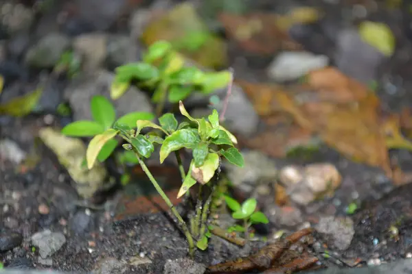 Bahçede yeşil yapraklar