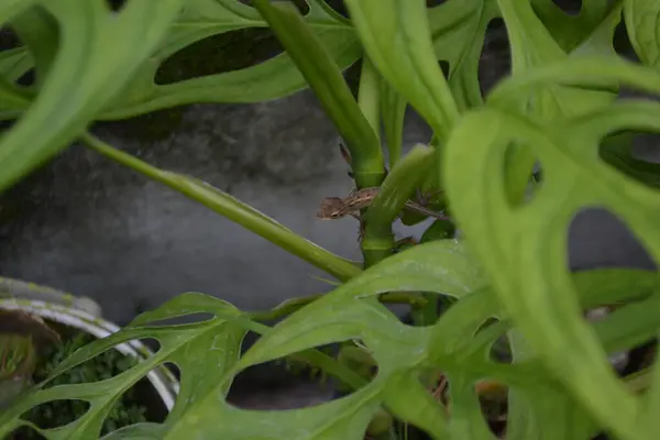 yeşil yapraklar, bitkiler ve yapraklar