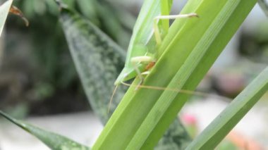 yeşil çekirge doğa bahçesinde