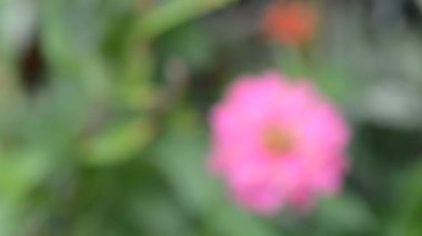 Çiçeklerin bulanık arkaplanı