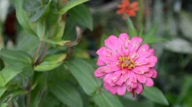 Bahçedeki güzel çiçekler