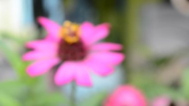 Çiçek doğada güzeldir..