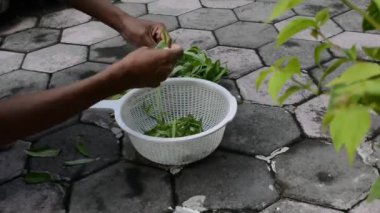 Elinde yeşil bir yaprak tutan bir adamın elini kapat.