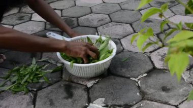 Genç erkek eller yeşil yaprakları tutuyor ve yaprakları kesiyor.