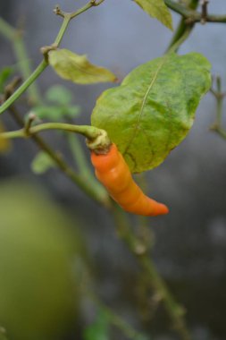 Kırmızı ve sarı bir çiçeğe yaklaş