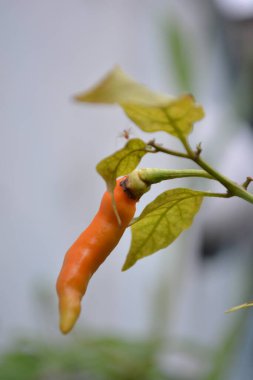 Beyaz arkaplan ile yeşil yaprak