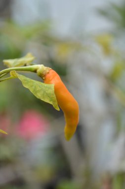Bir çiçeğe yaklaş.