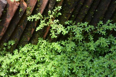 Parktaki eski metal boru.