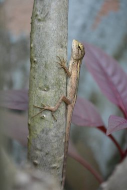 Bahçedeki ağaçtaki kertenkelenin seçici odak noktası.