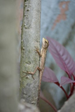 kertenkele bir ağaç gövdesi üzerinde