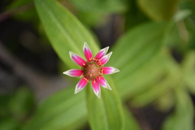 Bahçedeki güzel çiçekler
