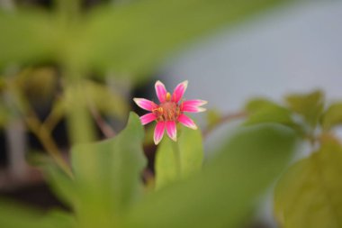 Bahçedeki pembe çiçekler