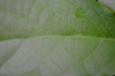 yeşil yaprak arkaplan dokusu