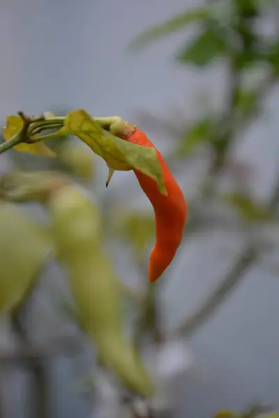 Bahçede kırmızı biber çiçeği
