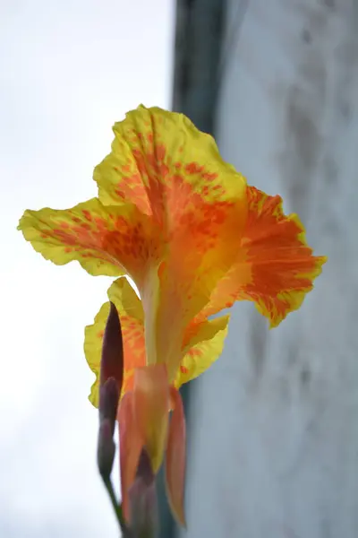 Güzel botanik fotoğrafı, doğal duvar kağıdı.