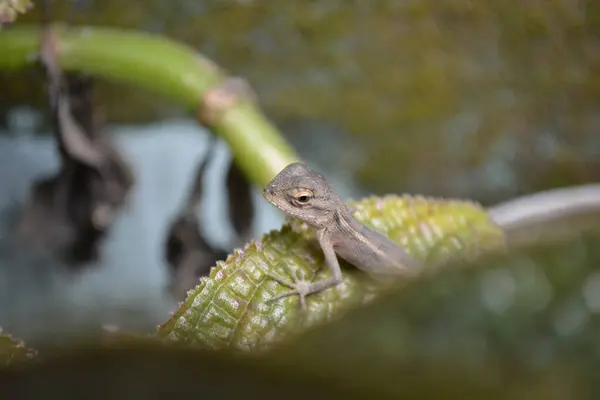 yakın plan - yeşil arka planda bir kertenkele