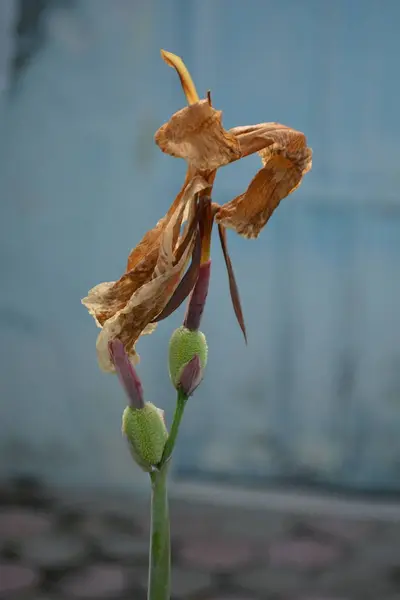Güzel botanik fotoğrafı, doğal duvar kağıdı.