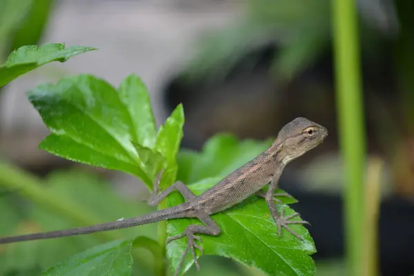 Bir kertenkeleye yaklaş.