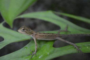 Daldaki kertenkele, makro.