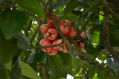 Bahçedeki kırmızı çiçeğe yaklaş.