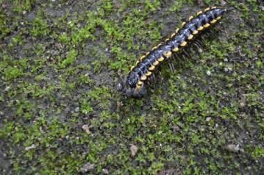 yeşil çim üzerinde tırtıl