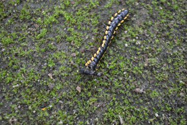Çimlerin üzerinde tırtıl