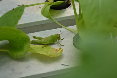 beyaz arkaplanda yeşil yapraklar