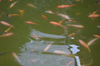 Göldeki güzel koi balığı