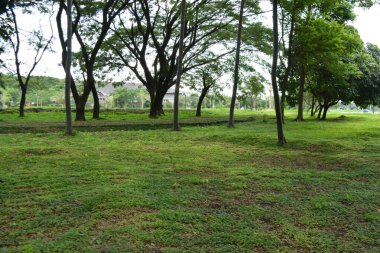 Parkta ağaçları olan çimenler ve çimenler. arkaplan