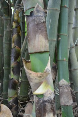 Bir ağaç gövdesini kapatın.