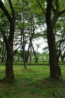 Ormanda yeşil ağaçlar