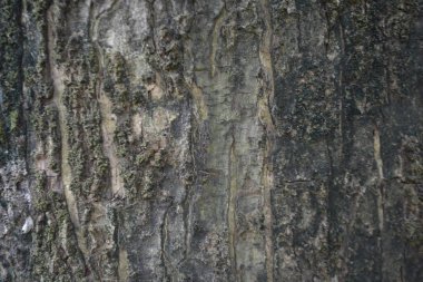 Ağaç kabuğu dokusu, doğal ahşap dokusu