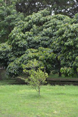Doğada yeşil ağaçlar, bitki örtüsü ve yapraklar