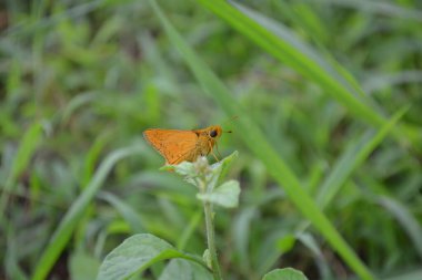 yeşil yaprakları güzel kelebeği