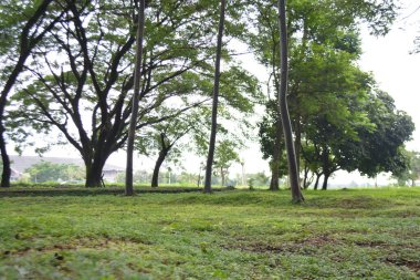 Parkta ağaçlar olan yeşil çimenler