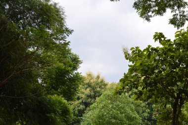 Ormanda yeşil yapraklar