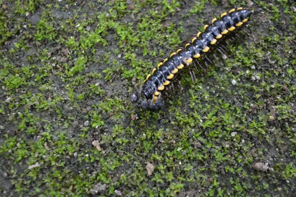 yeşil çim üzerinde tırtıl