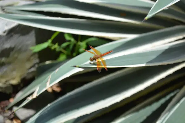 Güzel botanik fotoğrafı, doğal duvar kağıdı.