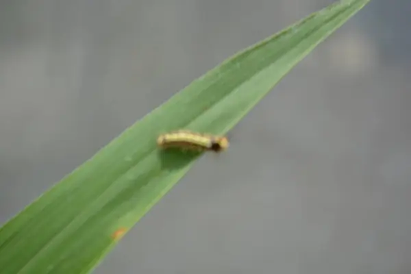 Yeşil bir yaprağın üzerindeki kelebeğe yaklaş.