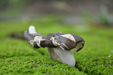 Ormanda yenebilir beyaz mantarlar