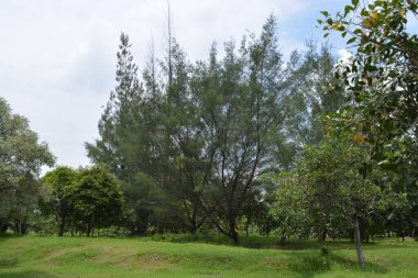 Mavi gökyüzü arkaplanlı yeşil çimen