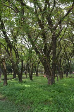 ağaçlar ile güzel park