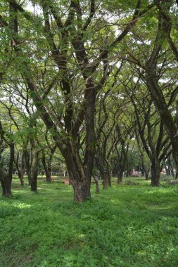 Parkta yeşil yapraklar