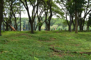 Ormanda yeşil çimenler